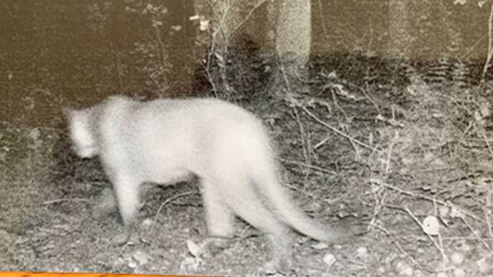 Michigan DNR data shows cougar sightings are on the rise in 2025