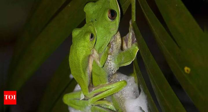 Malabar gliding frog: The treetop frog that builds a foam nest instead of laying eggs in water