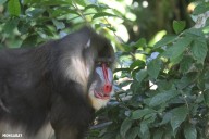 Congo Basin communities bear the costs of industrial expansion