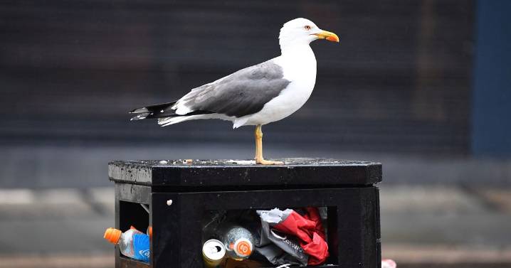 Seagulls 'fed up' about major change coming in one area of Merseyside