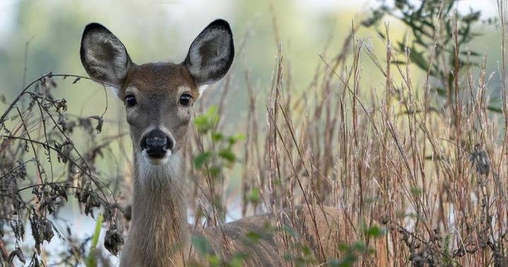 Time change raises risk of driver collisions with wildlife