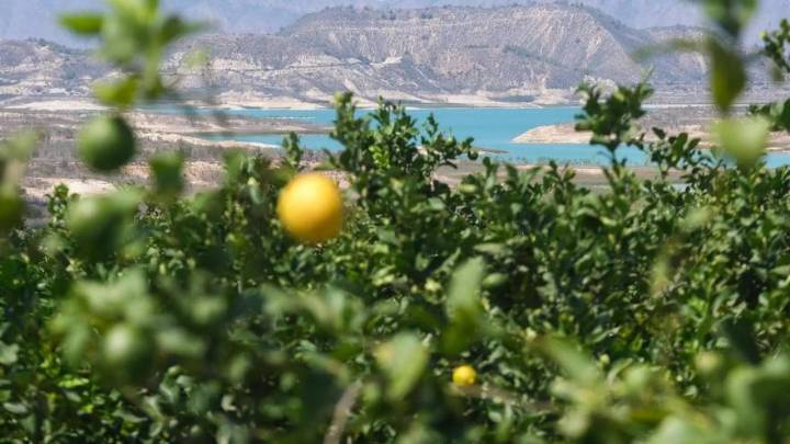 La Vega Baja se convierte en un campo de experimentos para adaptar los cítricos a extremos climáticos