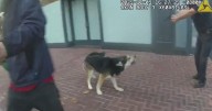 San Francisco police release video of officer shooting man and dog