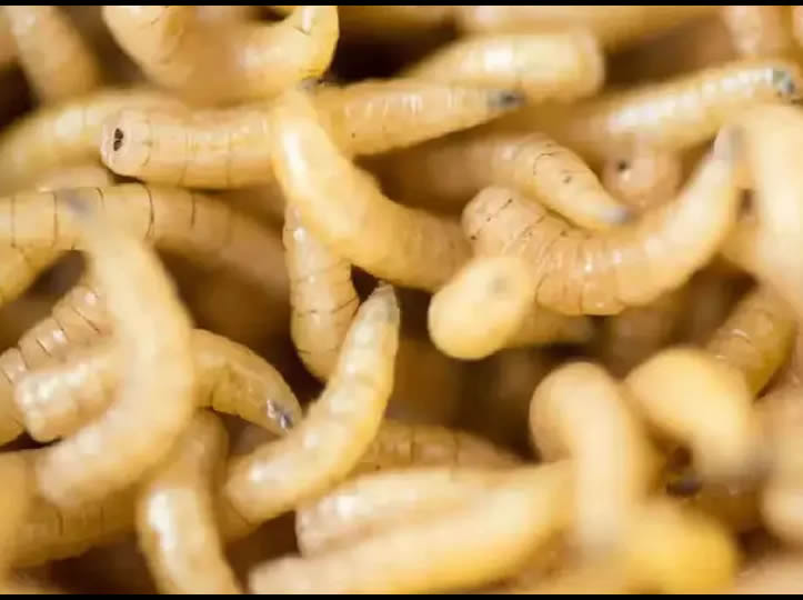 Plaga del barrenador golpea a 13 estados; Sonora libre… hasta ahora.