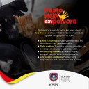 Controles y pedagogía: así busca Pasto evitar el sufrimiento animal por pólvora