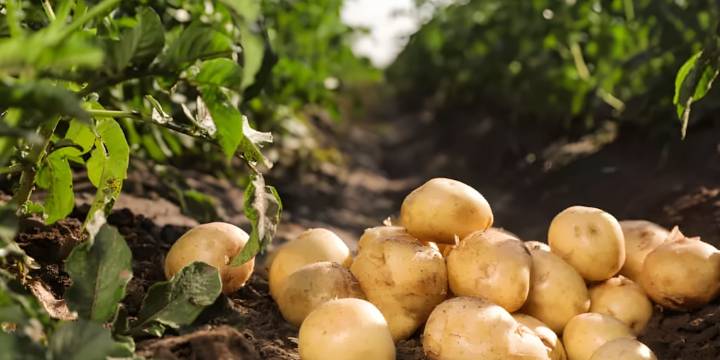 Fenómeno del Niño y déficit hídrico amenazan cultivos de papa y maíz en la próxima campaña agrícola