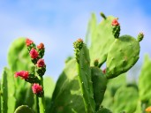 Cómo preparar el jugo de nopal, que fortalece el sistema inmunológico