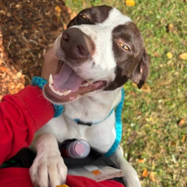 Meet this Week’s Pet of the Week: Chieforio