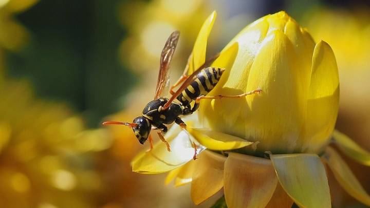 Wild About Utah: Marie and her yellow jacket