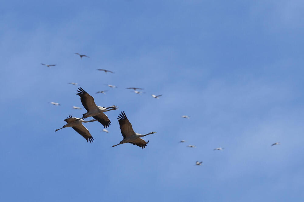 España suma un centenar de focos de gripe aviar en aves silvestres