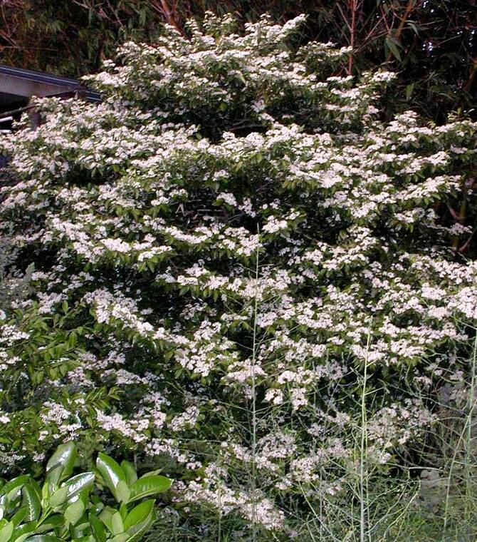 Plant of the Month for November 2025: Alahe‘e