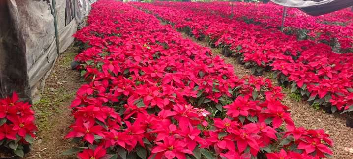 Tradición viva: Nochebuenas de Atlautla