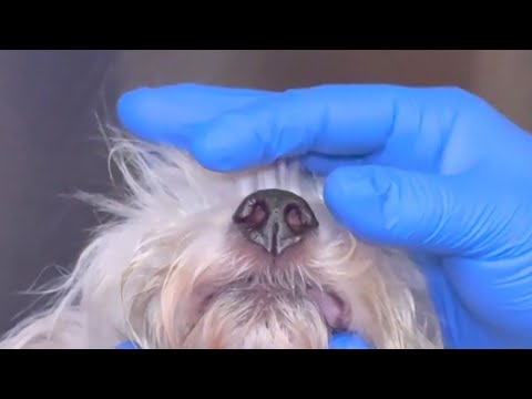 Dog survives being thrown over fence in plastic bag