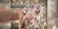 Nashville Zoo announces cougars to be relocated to Tennessee big cat sanctuary
