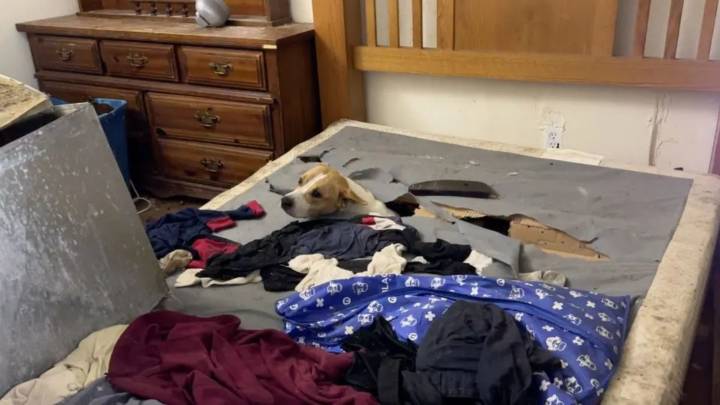 Frightened Dog In Missouri Leads Rescuers To Six Tiny Lives Clinging To Survival