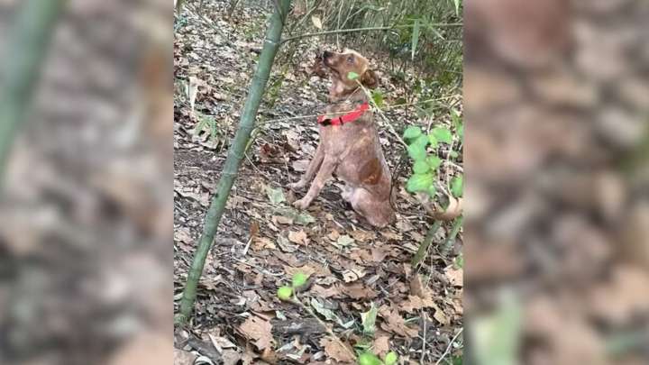 Louisiana Kids Discover Chained Dog After Hearing Desperate Cries Coming From The Woods