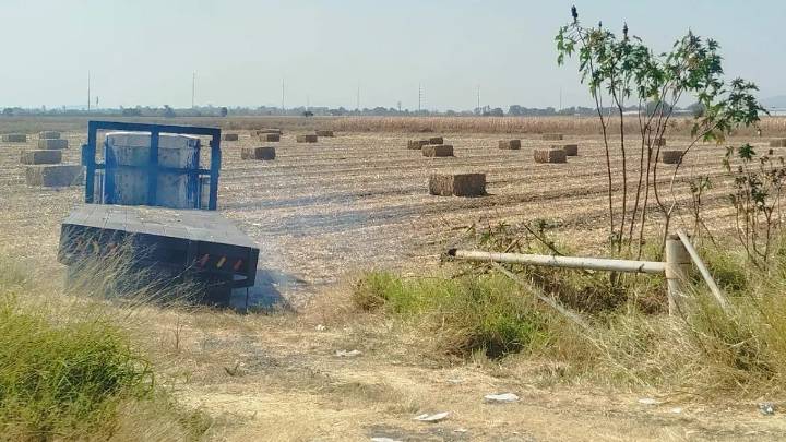 Campesinos guanajuatenses cosechan maíz a pesar de incertidumbre por falta de precio