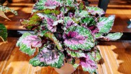 The Best Way To Propagate Begonia Plants Isn't As Hard As You Think