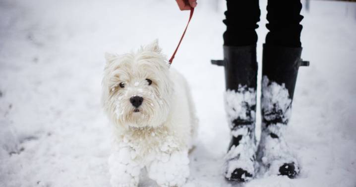 Exact temperature when vet says dogs shouldn't go on walks