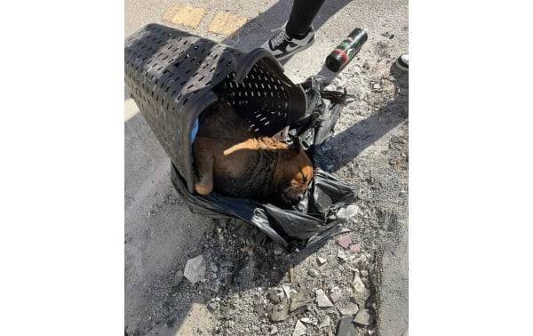 Piden aumentar sanciones a quien maltrate animales