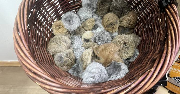 Tail-wagging gift ideas for pets |