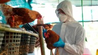 Confirmó EU primer caso humano de gripe aviar H5N5