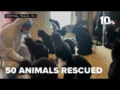 Dozens of animals rescued from home connected to woman's death