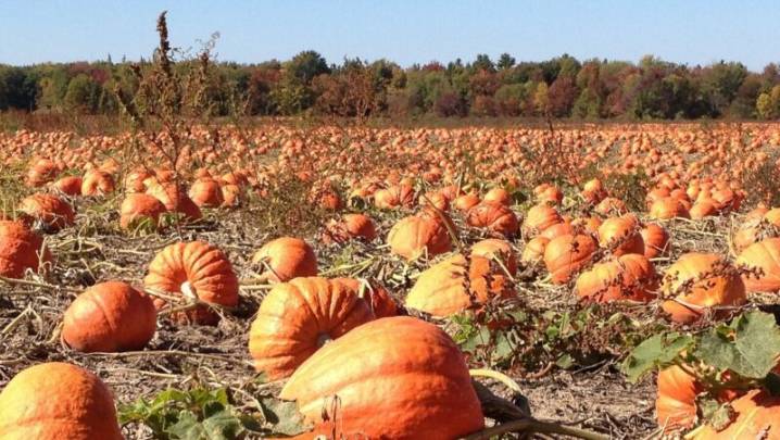Mennonite-Grown Pumpkins Must Be Used For Pie Not Jack O’Lanterns