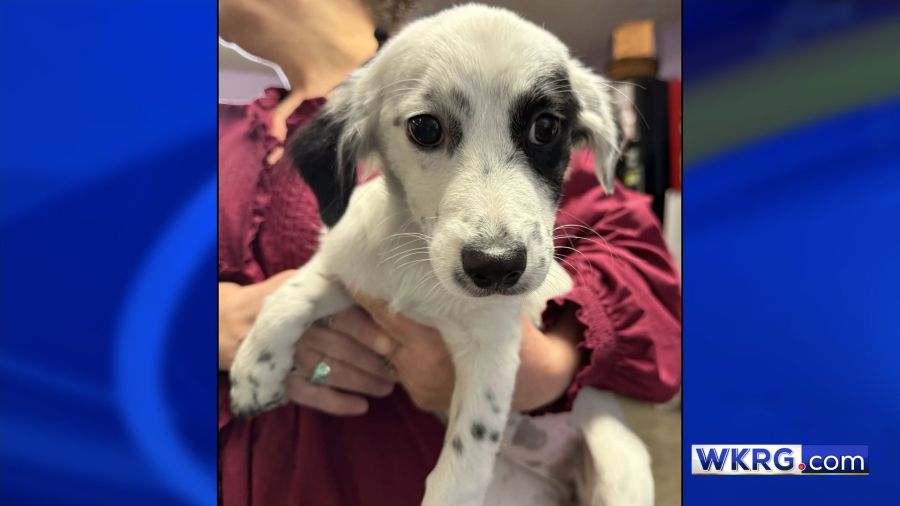 Meet Gidget: Mobile SPCA's adorable Pet of the Week