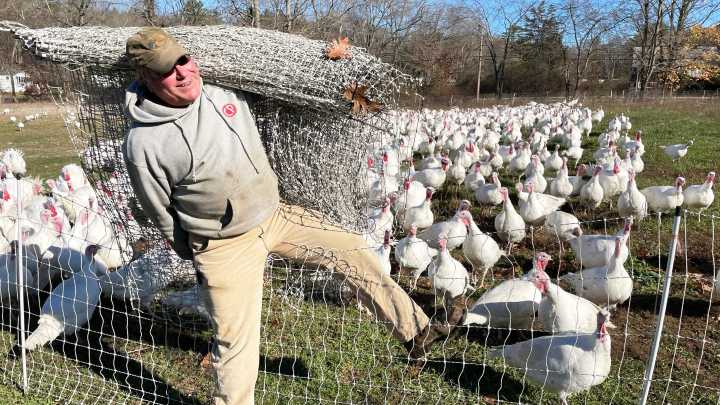 Where to find fresh turkeys for Thanksgiving in Seacoast