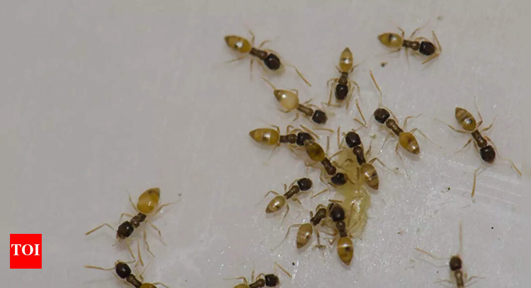 World’s biggest ant colony: How Argentine ants built a 3,700