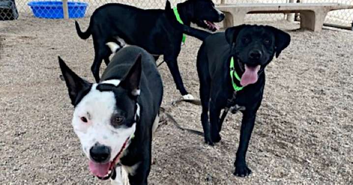Pima County animal shelter at 'urgent' capacity with 593 dogs; officials plead for public help