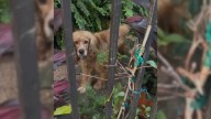 Neglected Texas Pup Confined To The Yard Longs For Safety And A Loving Home
