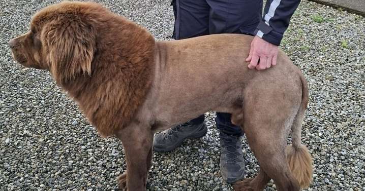 'Lion' seen roaming through woods turns out to be dog with new haircut