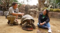 San Diego Zoo's Gramma, a Galapagos tortoise, dies at 141 : NPR