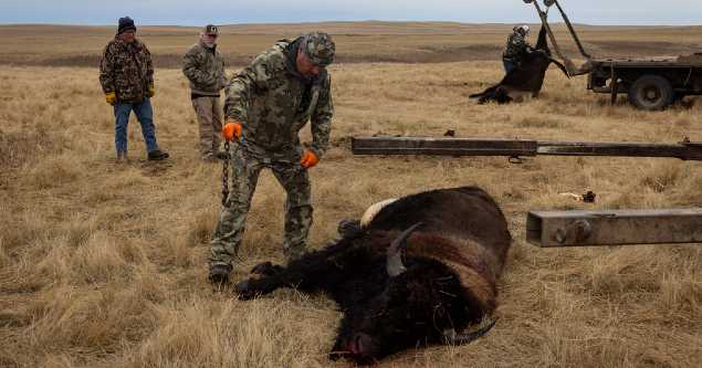 Tribes that restored buffalo are killing some to feed people because of the shutdown