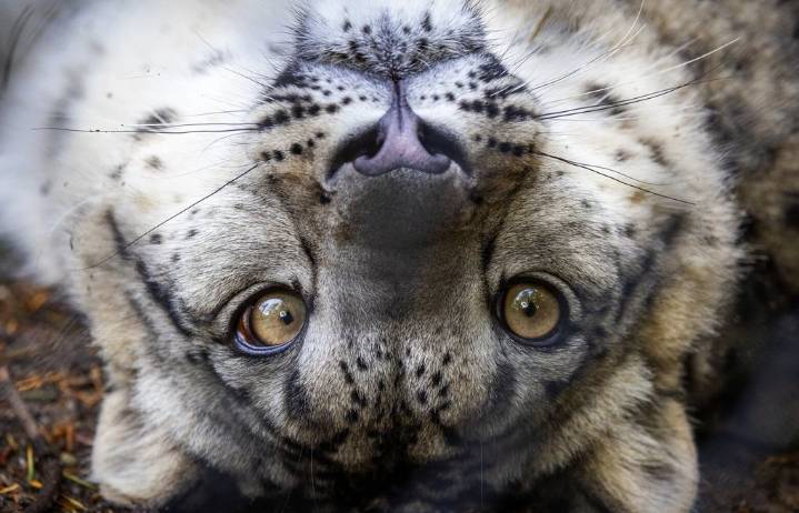 Photos: Woodland Park Zoo residents are ready for their close
