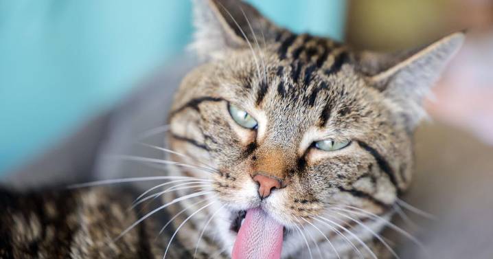 Holiday shopping at SpayMart Thrift Store in River Ridge helps fund care for homeless cats