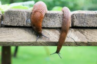 These slugs arguing over food is the cutest territorial fight you'll see today