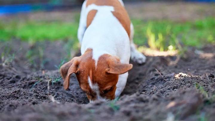 ¿Por qué adoptar una mascota mayor puede cambiarlo todo?