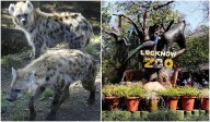 Lucknow Zoo to soon welcome hyenas, exotic birds in animal exchange programme