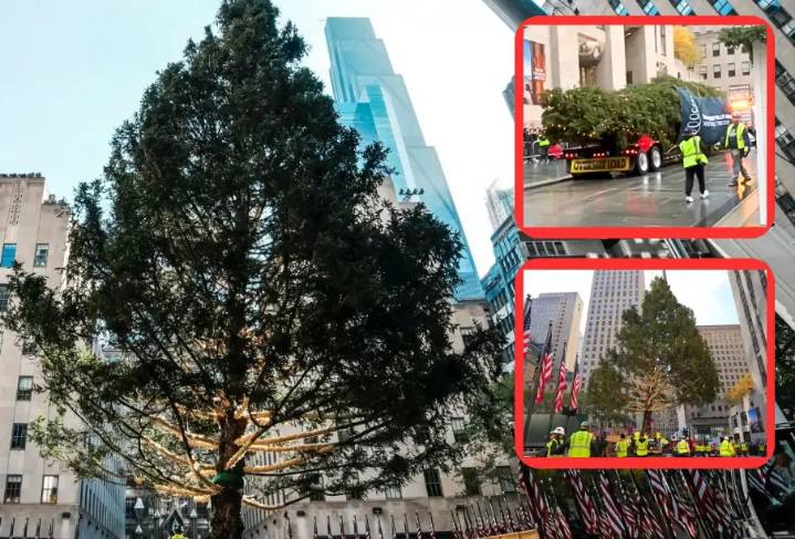 ¡Llega la Navidad a New York! Inicia instalación del árbol navideño en el Rockefeller Center