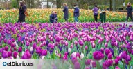 Dónde y cómo disfrutar de la temporada de tulipanes holandeses el próximo 2026