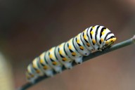 Why providing caterpillars a habitat under your trees will help your garden