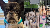 Meet the North Jersey adoptable pets of the week Chester, Pippi & Lulu