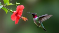 16 Vibrant Red Flowers To Plant And Grow If You Want To Attract Hummingbirds