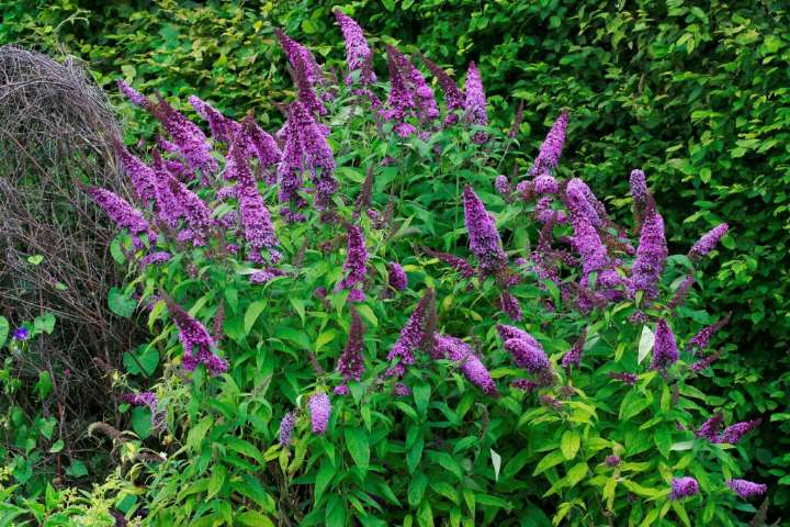 Trump Cuts Could Hinder Efforts to Stop Climate-Fueled Spread of Invasive Species