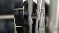 Washington Dog Presses Her Paw Through Cold Bars Hoping Someone Will Notice