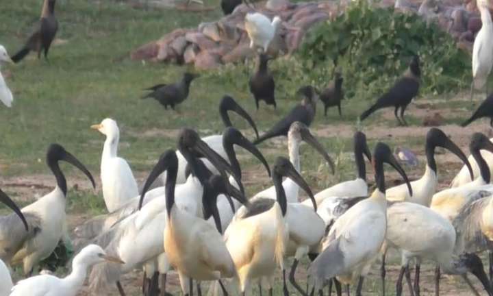 Rare, near-threatened Black-headed Ibis grace salt pans in Thoothukudi
