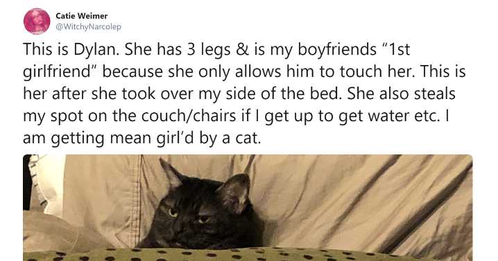 26 Funny Times People Realized How Mean Their Cats Actually Are